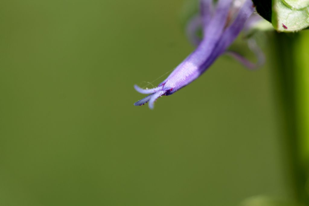 Phyteuma betonicifolium / Raponzolo a foglie di betonica